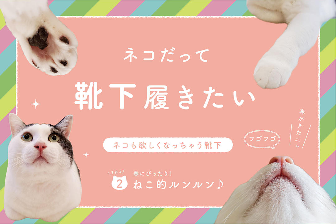 ネコだって靴下履きたい vol.2 | 靴下屋公式通販 Tabio