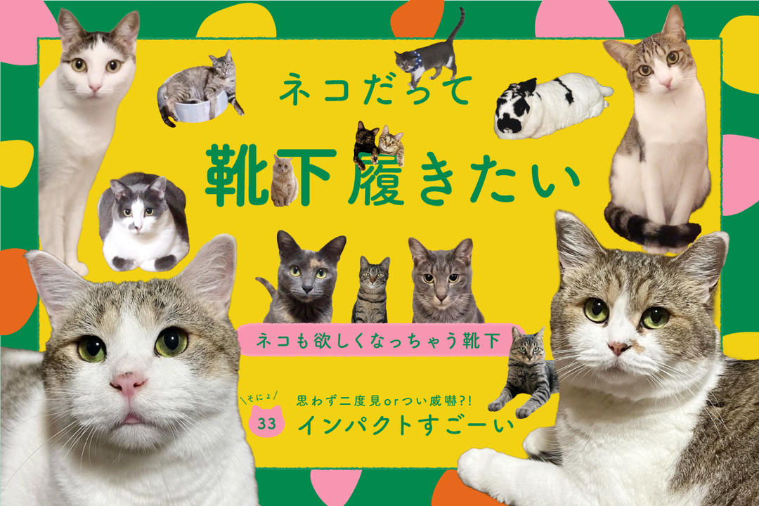 靴下ねこページ ネコだって靴下履きたい vol.38 | 靴下屋公式通販 Tabio