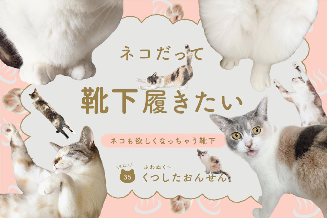 ネコだって靴下履きたい vol.35 | 靴下屋公式通販 Tabio