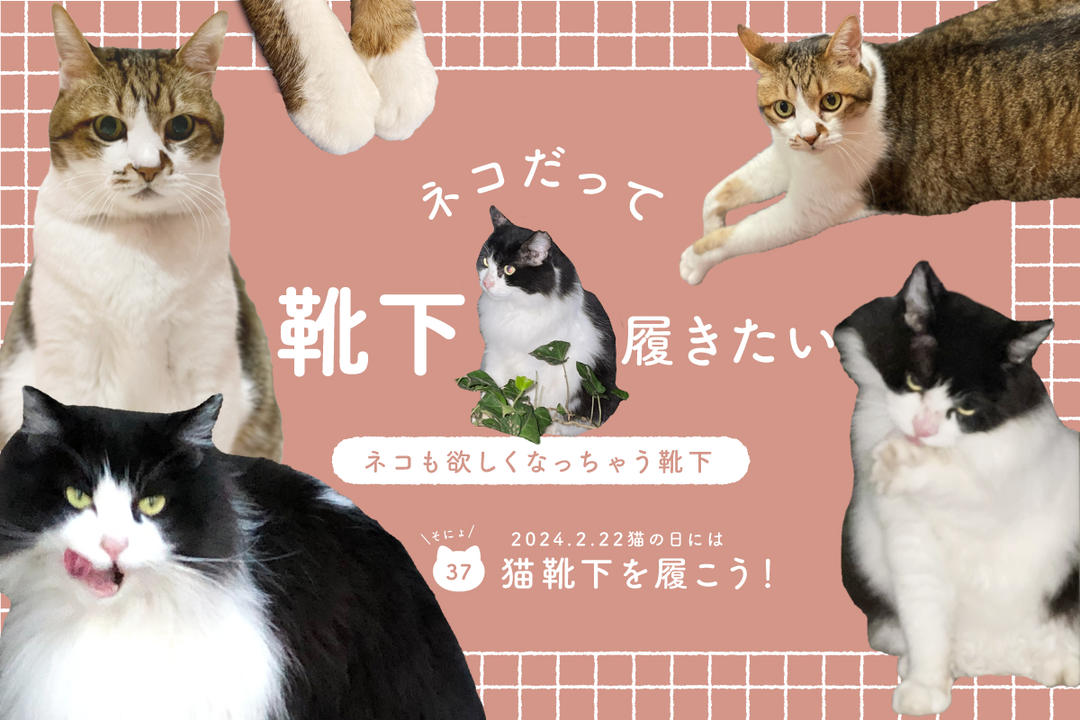ネコだって靴下履きたい vol.37 | 靴下屋公式通販 Tabio