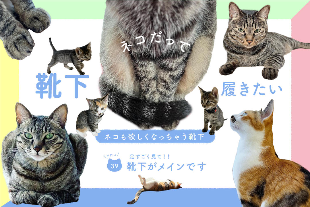 ネコだって靴下履きたい vol.39 | 靴下屋公式通販 Tabio オンラインストア