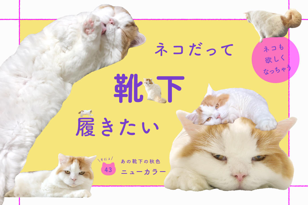 ネコだって靴下履きたい vol.43 | 靴下屋公式通販 Tabio オンラインストア