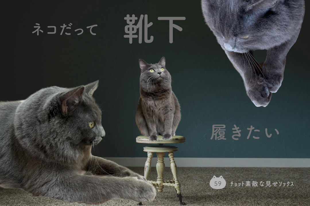 ネコだって靴下履きたい vol.59 | 靴下屋公式通販 Tabio オンラインストア