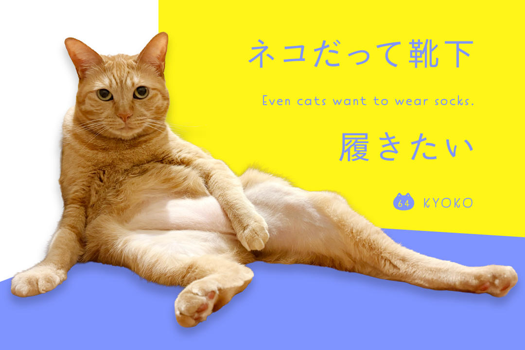 靴下ねこページ ネコだって靴下履きたい vol.64 | 靴下屋公式通販 Tabio オンラインストア