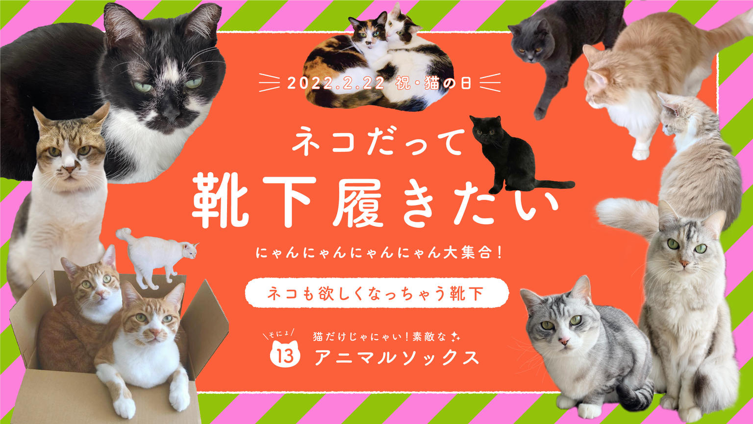 ネコだって靴下履きたい Vol 13 靴下屋公式通販 Tabio オンラインストア