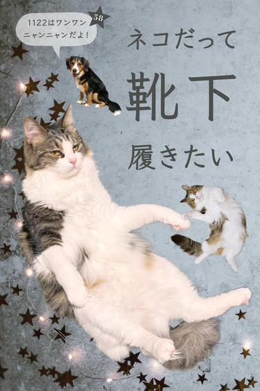 ネコだって靴下履きたい vol.58 | 靴下屋公式通販 Tabio オンラインストア