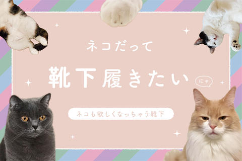 なめ猫〜なめんなよ〜コラボソックスを予約販売！ | 靴下屋公式通販