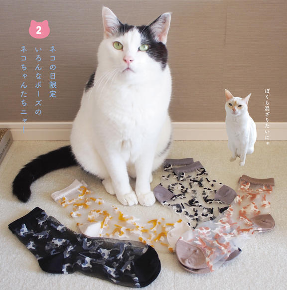 靴下ねこページ ネコだって靴下履きたい vol.38 | 靴下屋公式通販 Tabio