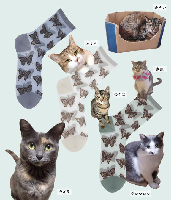 靴下ねこページ 1ae24f51b71169f6c80bba5559437e